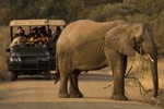 Pilanesberg-Safari